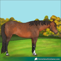 Horse Color:Bay 
