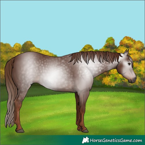 Horse Color:Gray Chestnut 