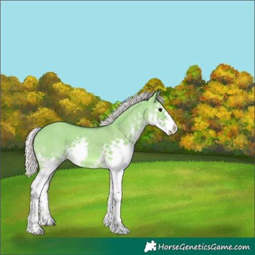 Horse Color:Watercolor Silver Grullo Splash Appaloosa 
