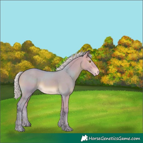 Horse Color:Watercolor Silver Buckskin Dun Appaloosa 