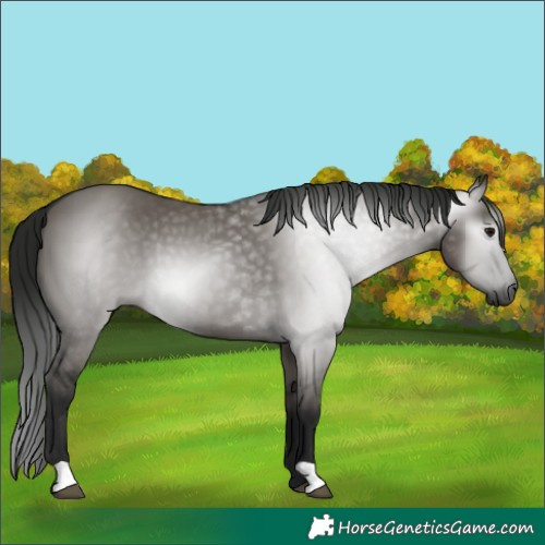 Horse Color:Gray Grullo