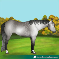 Horse Color:Gray Grullo 