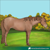 Horse Color:Black Pearl 
