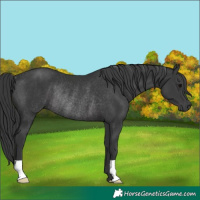Horse Color:Black Rabicano 
