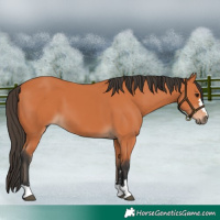 Horse Color:Bay 