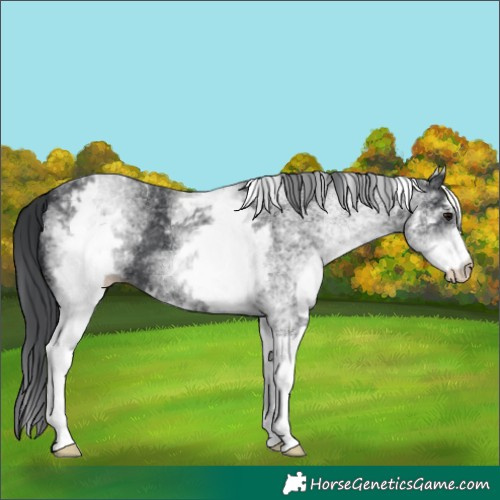 Horse Color:White Spotted Black