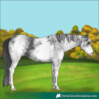Horse Color:White Spotted Black