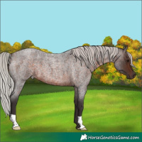 Horse Color:Silver Brown Roan 