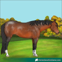 Horse Color:Brown 