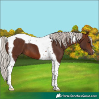Horse Color:Silver Brown Tobiano 
