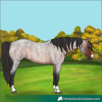 Horse Color:Brown Roan 