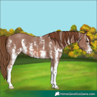 Horse Color:Chestnut Sabino