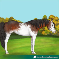 Horse Color:White Spotted Bay 