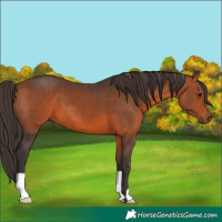 Horse Color:Bay 