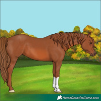 Horse Color:Chestnut 
