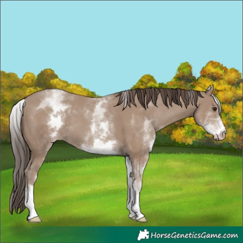 Horse Color:White Spotted Classic Champagne 