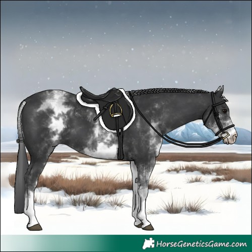 Horse Color:White Spotted Black 