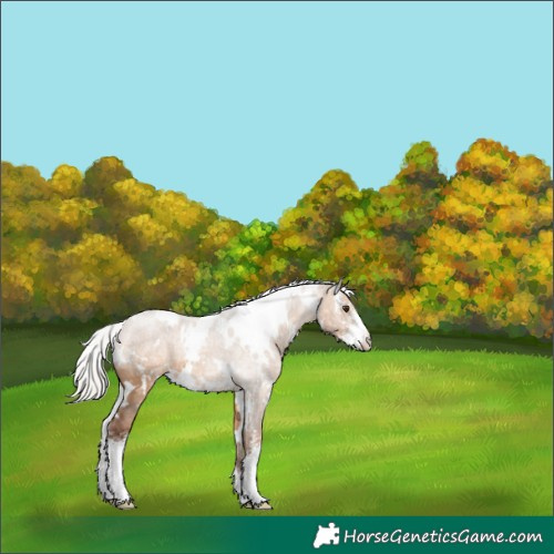 Horse Color:White Spotted Silver Brown Ice Dun Sabino 