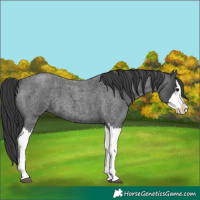 Horse Color:Blue Roan Splash 
