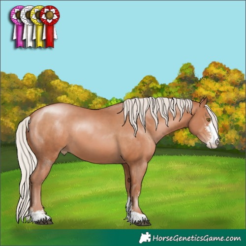 Horse Color:Silver Brown Pearl Sabino 