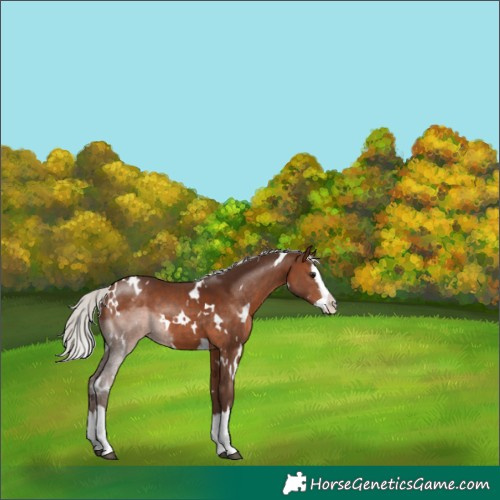 Horse Color:White Spotted Silver Brown Sabino Splash Appaloosa 
