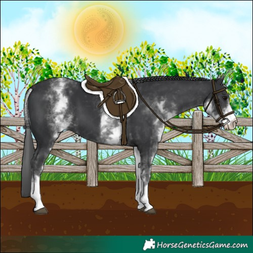 Horse Color:White Spotted Black 