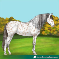 Horse Color:Amber Champagne Appaloosa and Amber Champagne Appaloosa