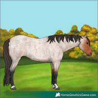 Horse Color:Bay Roan 