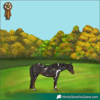 Horse Color:White Spotted Liver Chestnut 