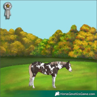 Horse Color:White Spotted Liver Chestnut Splash 
