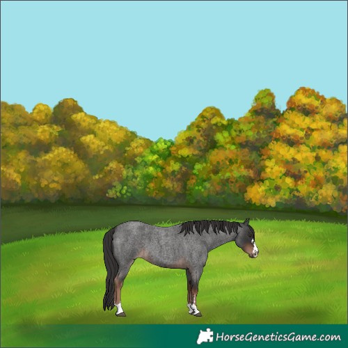 Horse Color:Liver Red Roan 