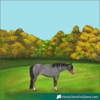 Horse Color:Liver Red Roan