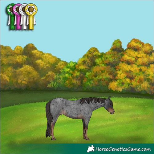 Horse Color:Liver Red Roan 