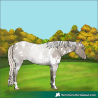 Horse Color:White Spotted Silver Smoky Grullo Roan Rabicano