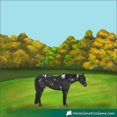 Horse Color:White Spotted Liver Chestnut Varnish