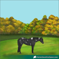 Horse Color:White Spotted Liver Chestnut Varnish 