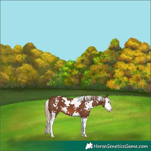 Horse Color:White Spotted Chestnut Splash 