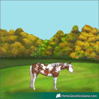 Horse Color:White Spotted Chestnut Splash 
