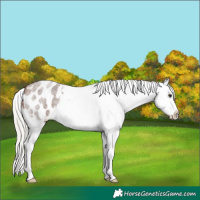Horse Color:Silver Brown Roan Appaloosa