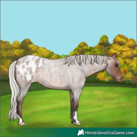 Horse Color:Silver Brown Roan Appaloosa 