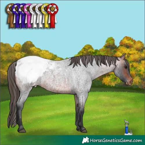 Horse Color:Bay Roan Appaloosa 