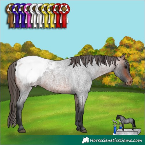 Horse Color:Bay Roan Appaloosa 
