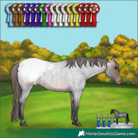 Horse Color:Bay Roan Snowcap 