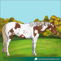 Horse Color:White Spotted Chestnut Tobiano 
