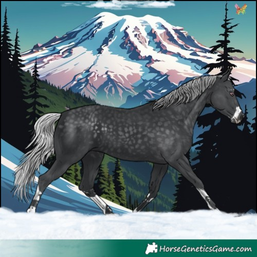 Horse Color:Silver Black Chinchilla Splash 