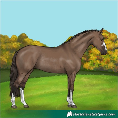 Horse Color:Liver Red Dun Rabicano 