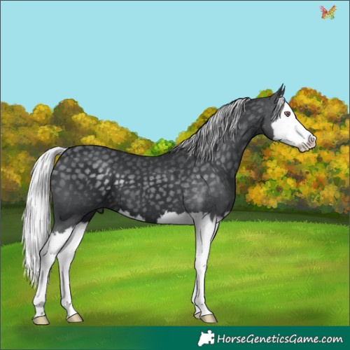 Horse Color:Silver Black Chinchilla Splash 