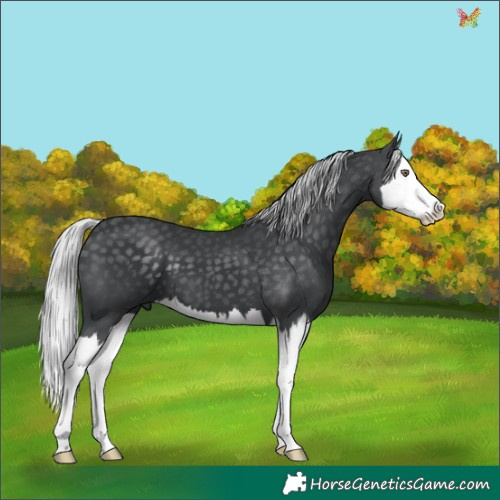 Horse Color:Silver Black Chinchilla Splash 