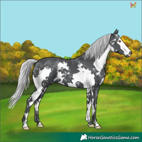 Horse Color:Silver Black Chinchilla Splash 