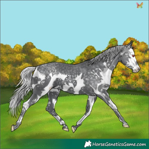 Horse Color:Silver Black Chinchilla Splash 